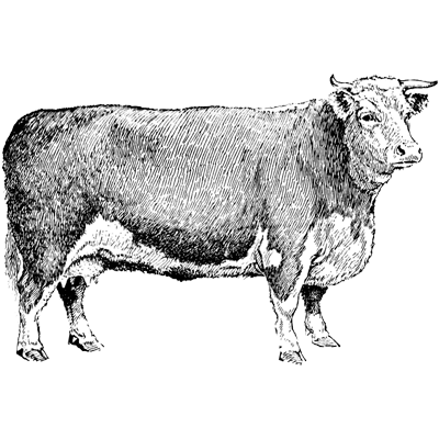 Verified Author badge